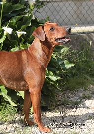 German pinscher Cucciolona 12 mesi - Pedigree ENCI