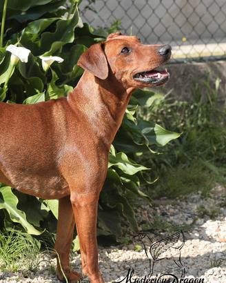 German pinscher Cucciolona 12 mesi - Pedigree ENCI