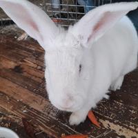 Insegnante di lingue, pet sitter, pulizie,