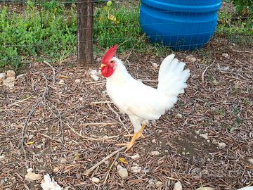 Gallo livornese