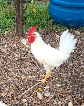 Gallo livornese
