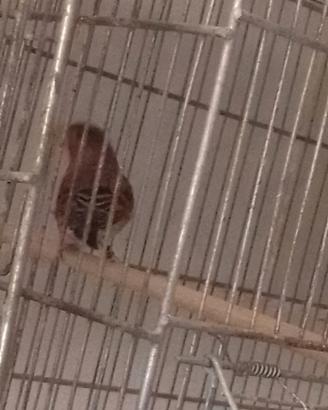 2 coppie F1 cardinalini 50 la coppia