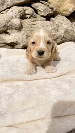 Cuccioli di cocker spaniel