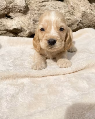 Cuccioli di cocker spaniel
