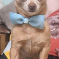 Chihuahua maschio accoppiamento