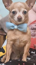 Chihuahua maschio accoppiamento