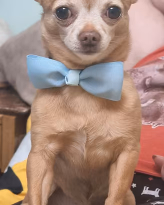 Chihuahua maschio accoppiamento