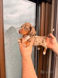 Cuccioli di bassotto arlecchino cioccolato