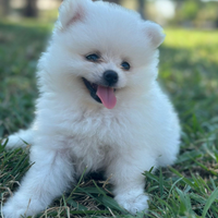 Vendero cuccioli spitz