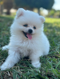 Vendero cuccioli spitz