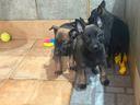 pastore-belga-malinois