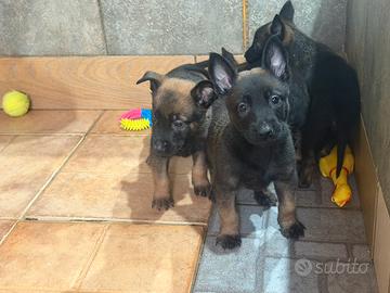 Pastore belga Malinois