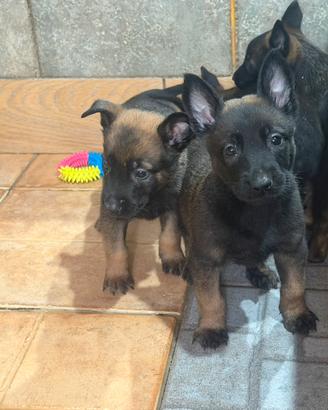 Pastore belga Malinois