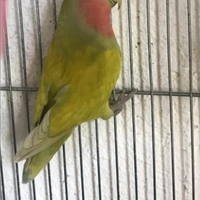 Inseparabili roseicollis