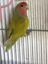 Inseparabili roseicollis