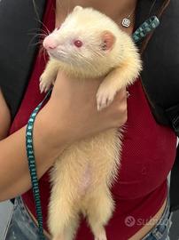 Furetto albino