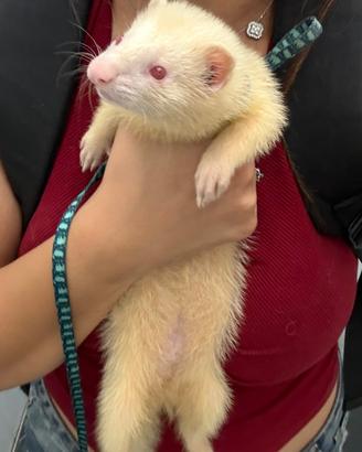 Furetto albino