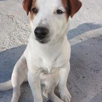 Jack Russel