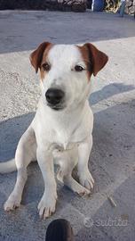 Jack Russel