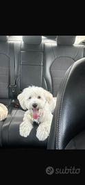 Maltese per monta
