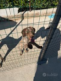 Cane da tartufo