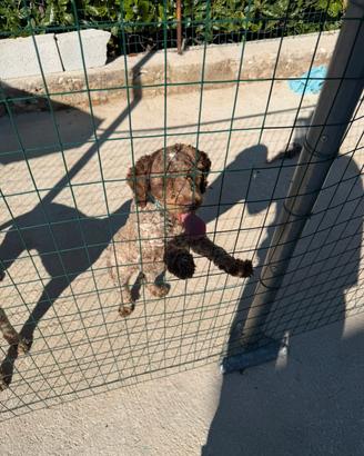 Cane da tartufo