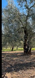 Terreno oliveto