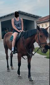 Cavalla da passeggiate