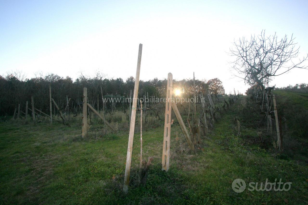 CA41 - Sinalunga capanno agricolo di mq 65 - Vista 2