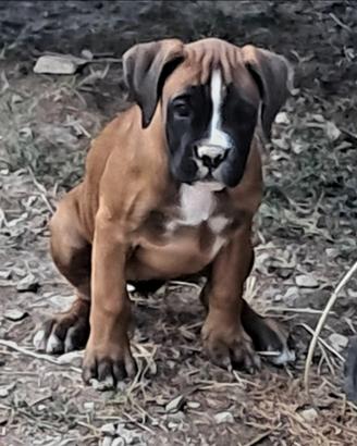 Boxer cuccioli