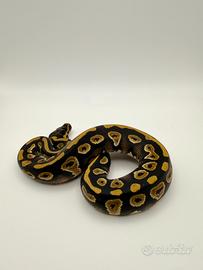 Pitone Reale Baby 2026 Black Pastel YB Het Pied