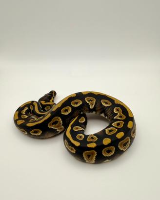 Pitone Reale Baby 2026 Black Pastel YB Het Pied