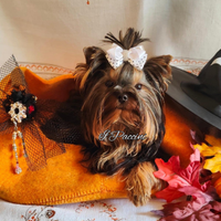 Mini Toy Yorkshire Terrier