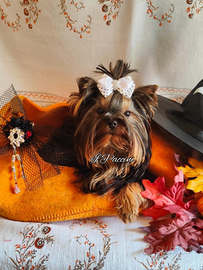 Mini Toy Yorkshire Terrier