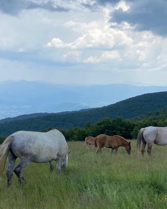 Puledri adatti a sella(NON DPA)