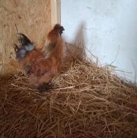 Gallo fulvo moroseta