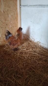 Gallo fulvo moroseta