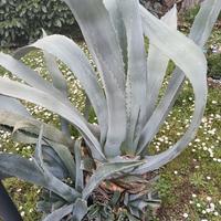 Agave giganti