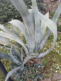 Agave giganti