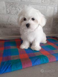Cuccioli maltese toy 