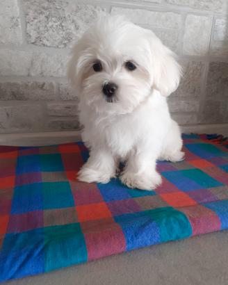 Cuccioli maltese toy 