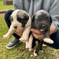 Pastore asia centrale