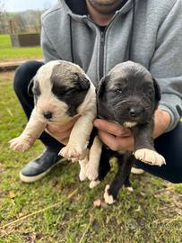 Pastore asia centrale