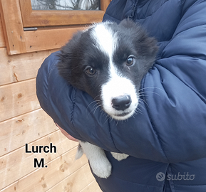 Cuccioli border collie