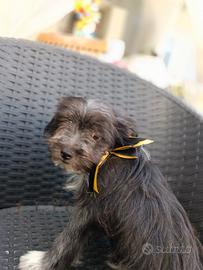 Cuccioli cane