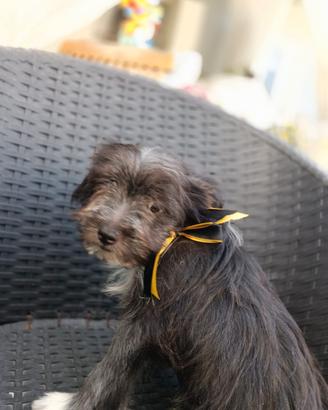 Cuccioli cane