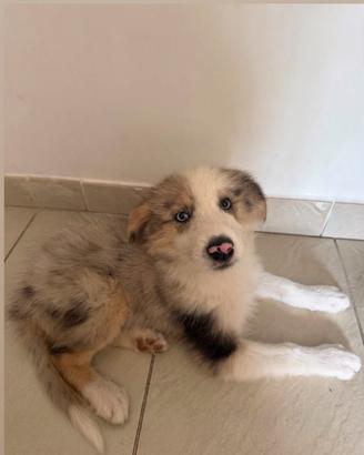 Cuccioli pastore australiano