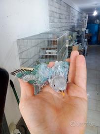 pappagalli inseparabili da imbeecco 