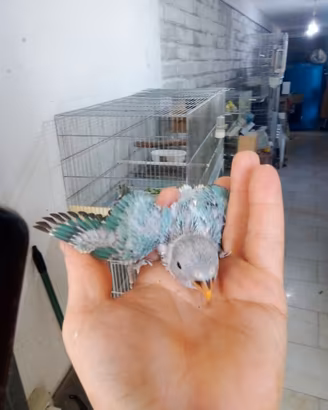 pappagalli inseparabili da imbeecco 