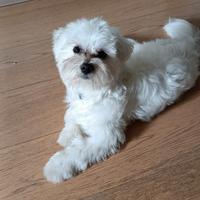 Simil maltese per adozione